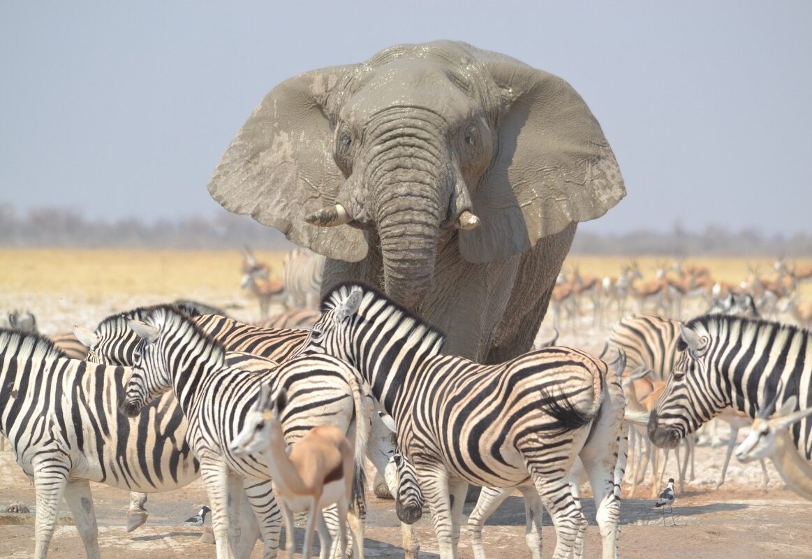 Safari Factory Namibia 2 Safari Factory Namibia 2