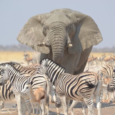 Safari Factory Namibia 2